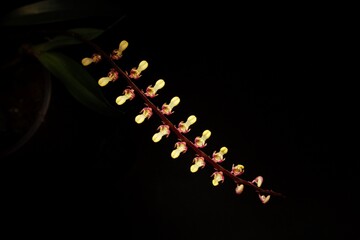 Bulbophyllum falcatum, orchid flower