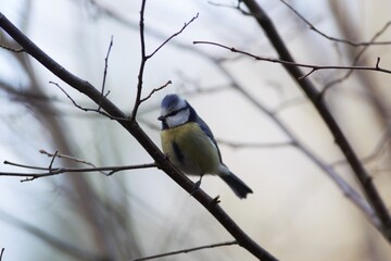 blue tit