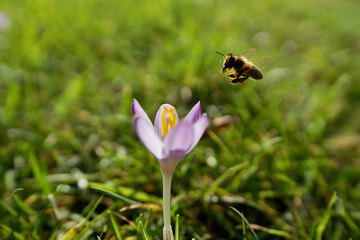 bee flying to a crocus flower
