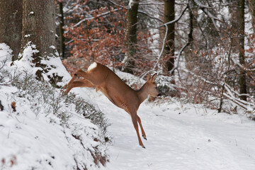 roe deer jump in a winter setting © Marco