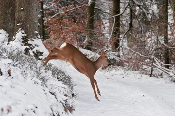 Rolgordijnen roe deer jump in a winter setting © Marco