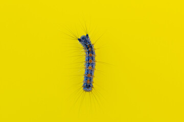 The caterpillar is crawling along the yellow board.