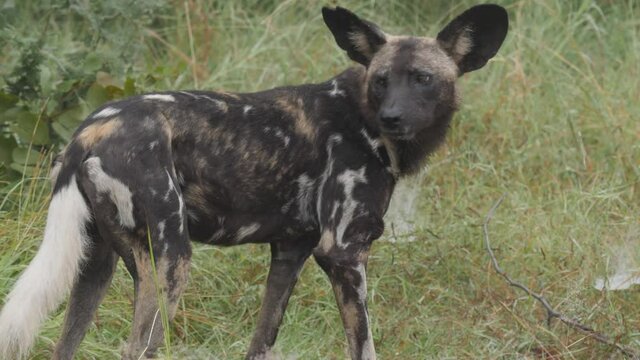 African Wild Dog in Wild Nature of South Africa