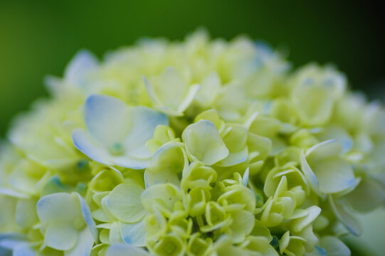 小紫陽花images Browse 37 Stock Photos Vectors And Video Adobe Stock 小紫陽花images Browse 37 Stock Photos Vectors And Video Adobe Stock