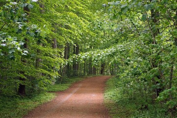 Forest Road