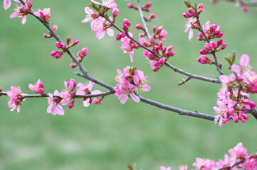 Fototapeta na wymiar Pink Tree Blossoms in the Spring