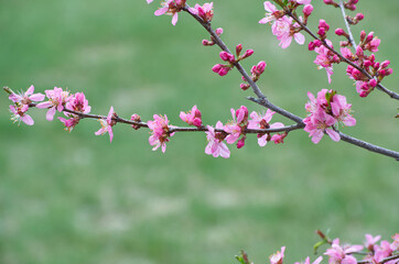 Obraz premium Pink Tree Blossoms in the Spring
