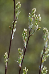 Blossoming Buds in the Spring