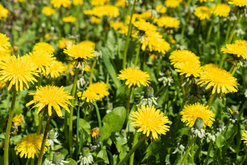 Beautiful spring background with bright yellow blossoming dandelions.