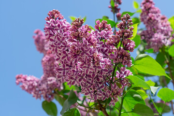 Bush of Lilac or syringa in blossom on blue sky background in sunny day.