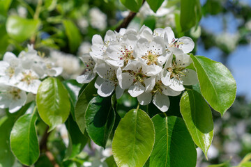 White flowers of blossoming pear tree in spring season.