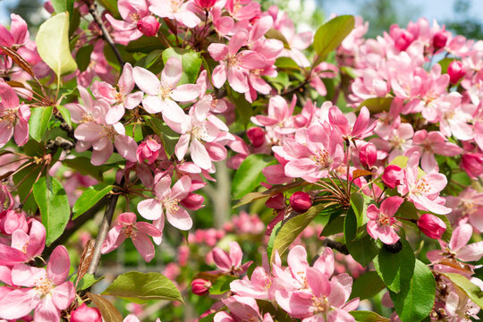 Apple tree blossoming with pink flowers lit by the sun. Beautiful spring nature.