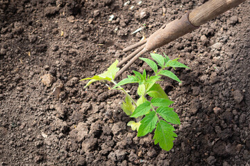 Processing tomato seedlings with a rake.