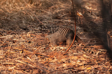 wild Suricata suricatta, meerkat in Botswana, Africa in its natural habitat