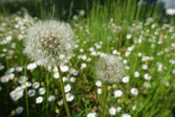 dandelion on grass