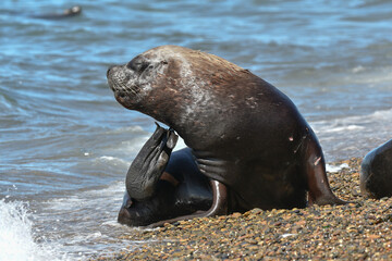 Male Sea Lion ,Peninsula Valdes, Unesco World Heritage Site, Patagonia, Argentina