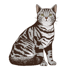 Fototapeta na wymiar Isolated realistic cat image Vector illustration design