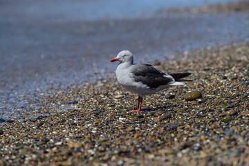 Dolphin Gull, Peninsula Valdes, Unesco World Heritage site, Chubut Province, Patagonia, Argentina.