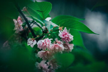 close up of pink sakura