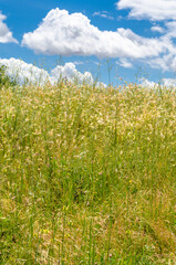 Flowers on a field, typical spring landscape