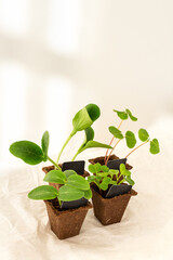 Young fresh green seedlings sprouts of cucumber, radish, courgette/zucchini and buckwheat plants in germination pots. Spring or summer gardening concept.