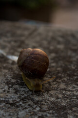 The snail is slowly crawling carrying a shell