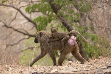 baboon mother and baby