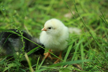 A little young chicken chick in the grass