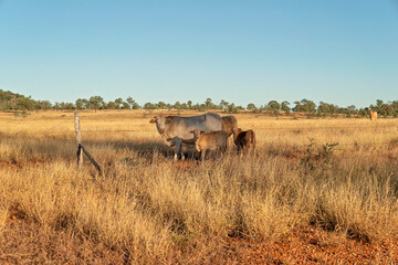 Fototapeta na wymiar Cows In A Fenced Paddock