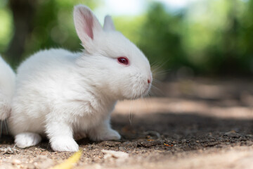 Conejo blanco