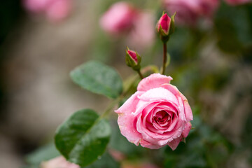 pink rose
