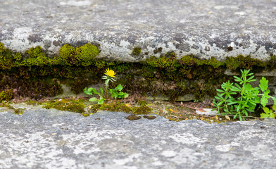 The meaning of life. A small strong dandelion flower grew in a crack in the concrete. The concept of the will to live. Yellow flower.