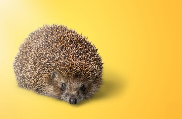 Hedgehog.