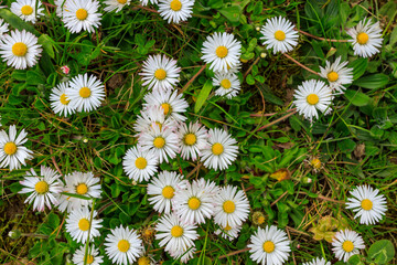 Daisy Meadow Texture Background