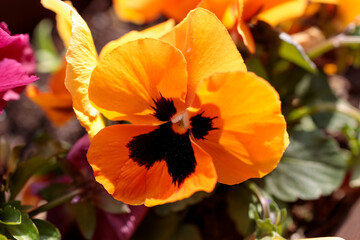 Yellow Pansy Spring Flower