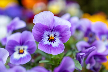 Purple Pansy Flowers in May