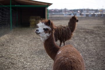 alpaca in the zoo