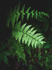 green fern in the forest