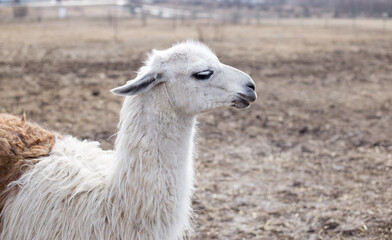 Obraz premium alpaca in the zoo