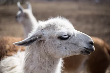 Fotobehang close up of a alpaca © YAROVA