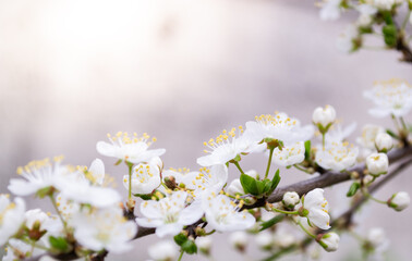 Spring cherry plum blossom close-up, background defocus