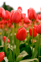 Obraz premium Vivid Red Spring Tulips