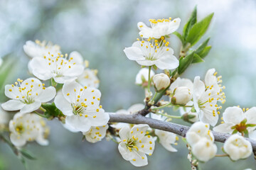 Spring cherry plum blossom close-up, background defocus