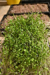 Microgreens grown at home	
