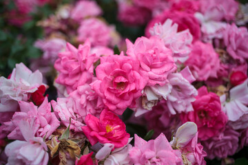Pink roses in various shades