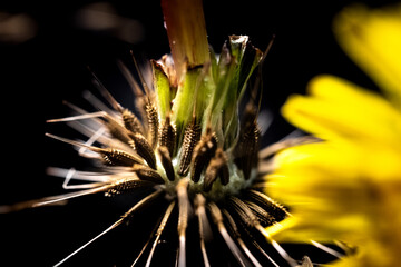 Upside Down Dead Dandelion Next to Live Dandelion on Right