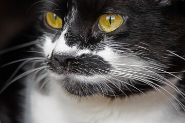 Leeah the Black and White Feline Beauty of a Cat
