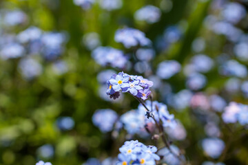 Forget-Me-Not Flower in May