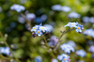 Forget-Me-Not Flower in May