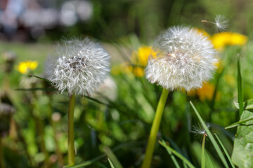 Dandelions close-up